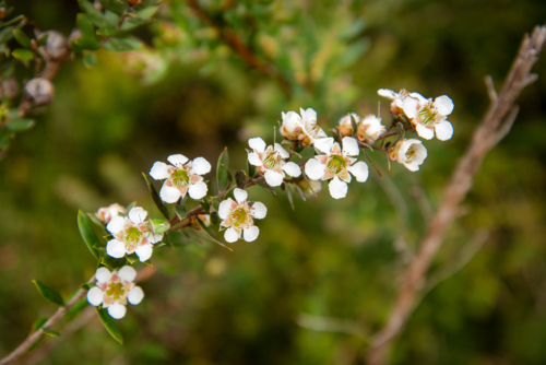 White Tea Tree flowers (Leptospermum sp)  on a green background. - Australian Stock Image