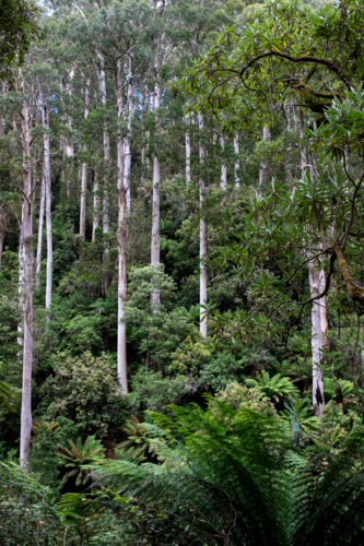 White tree trunks in lush rainforest - Australian Stock Image