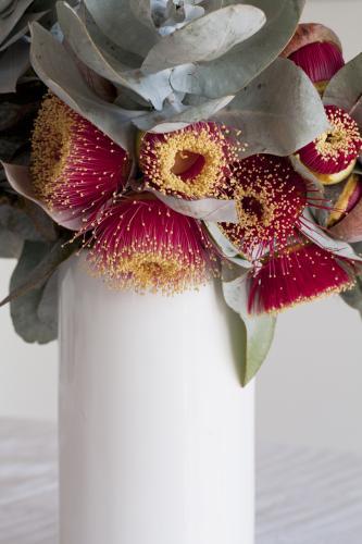 White vase of eucalyptus macrocarpa flowers and leaves