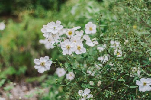 White wild flowers - Australian Stock Image