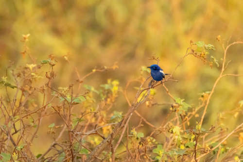 White-winged fairywren (Malurus leucopterus) perched among dry vegetation outdoors - Australian Stock Image