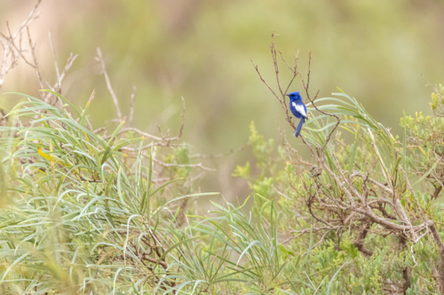 White-winged fairywren perched among dense green foliage - Australian Stock Image