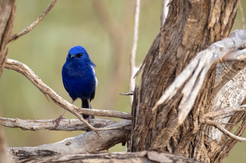 White-winged fairywren perched on branch in woodland setting - Australian Stock Image