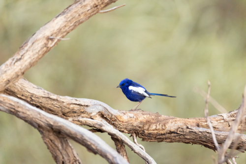 White-winged Fairywren perched on dry tree branch outdoors - Australian Stock Image