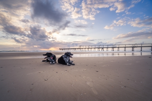 Wide angle view of two dogs resting on beach at sunrise - Australian Stock Image