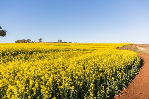 Wide expanse of canola paddock curving around dirt road - Australian Stock Image