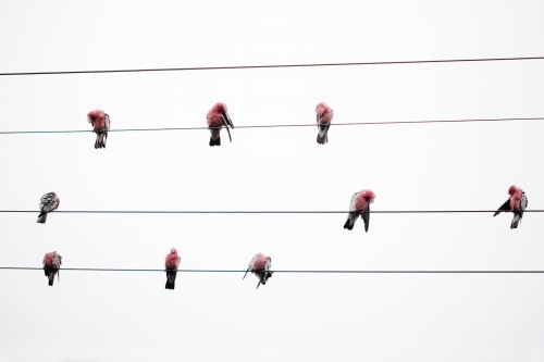 wild australian pink and grey galahs on standing on electrical wires - Australian Stock Image