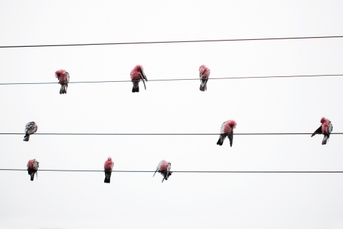 wild australian pink and grey galahs on standing on electrical wires