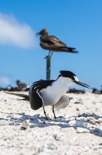 Wild bird on the beach - Australian Stock Image