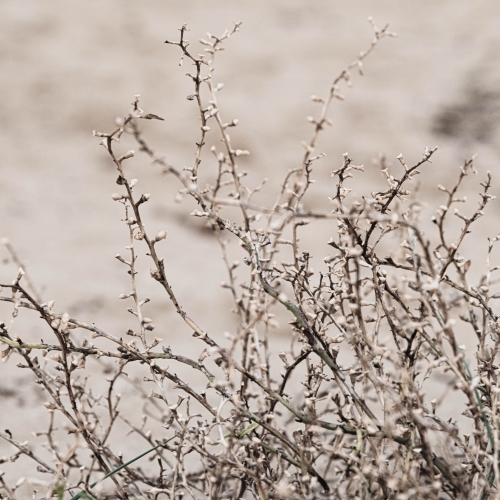 wild branches of a coastal bush close up - Australian Stock Image