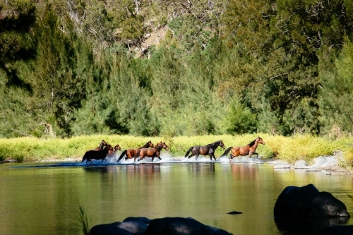 Wild brumbies crossing the Guy Fawkes River - Australian Stock Image