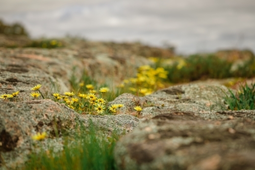 Wild Capeweed daisy wildflower growing among rocks in spring - Australian Stock Image