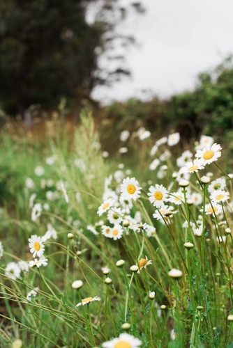 Wild daisies growing in a field - Australian Stock Image