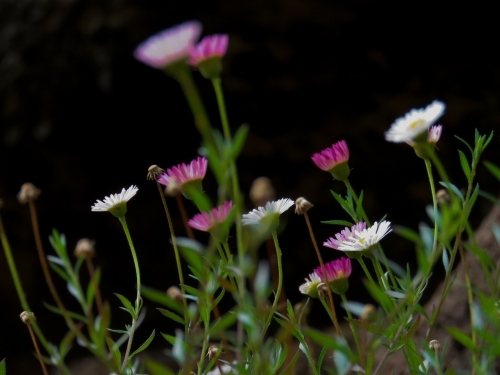 Wild daisies in the sun against a black background - Australian Stock Image