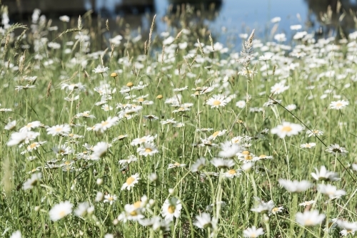 wild daisies landscape - Australian Stock Image