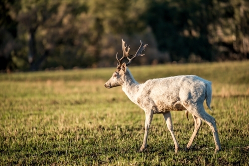 Wild Deer in a paddock in the afternoon - Australian Stock Image