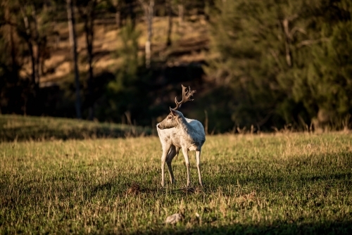 Wild Deer looking away - Australian Stock Image