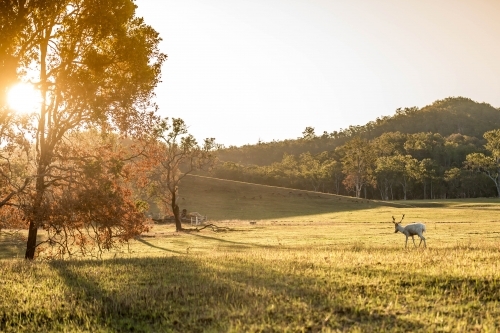 Wild Deer stag in a paddock late afternoon - Australian Stock Image