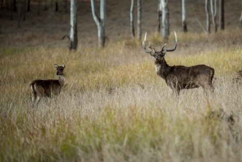 Wild Deer stag looking towards noise