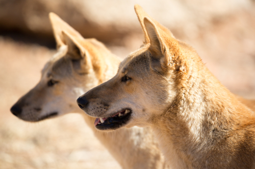 Wild dingoes near Alice Springs, Northern Territory, Australia - Australian Stock Image