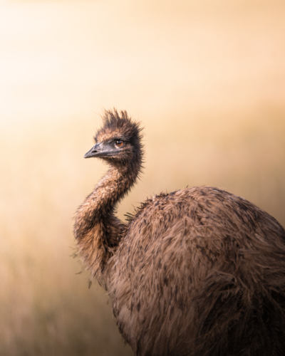 Wild Emu with shaggy feathers and long neck - Australian Stock Image