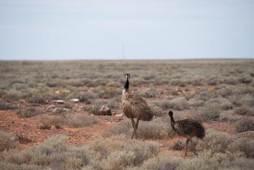 Wild emus in scrubby desert