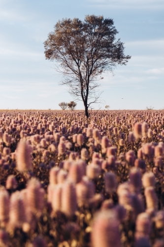 Wild flowers and a tree - Australian Stock Image