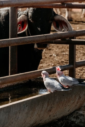 Wild galahs at a water trough in the outback.