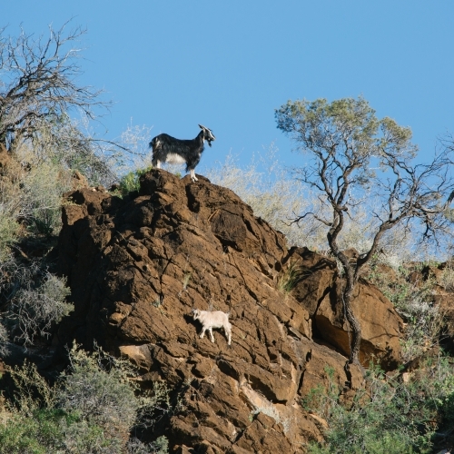 Wild goats on a rocky cliff in a national park - Australian Stock Image