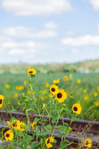 Wild golden sunflowers blooming beside a railway line - Australian Stock Image