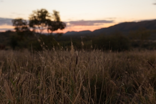 Wild grass at dusk with a hazy background sunset - Australian Stock Image