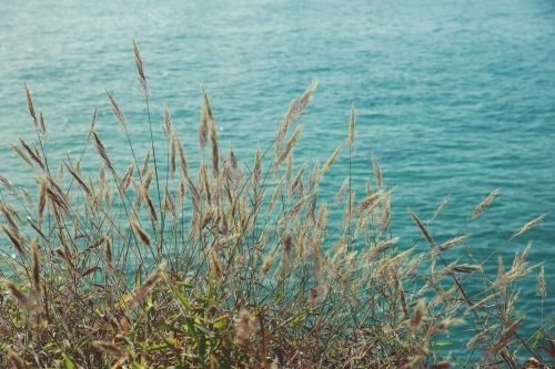 Wild grass flowers by the coast - Australian Stock Image