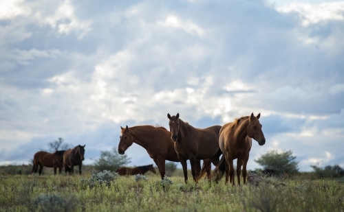 Wild horses in the outback - Australian Stock Image