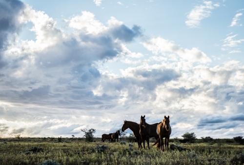 Wild horses in the outback - Australian Stock Image