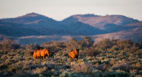 Wild horses in the outback - Australian Stock Image