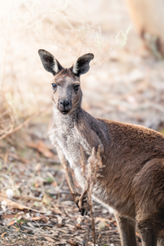 Wild Kangaroo in South Australia - Australian Stock Image