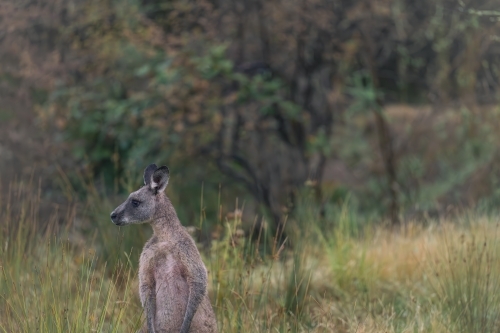 Wild kangaroo in the historic gold mining town of Hill End - Australian Stock Image