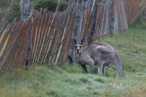 Wild kangaroo in the historic gold mining town of Hill End - Australian Stock Image