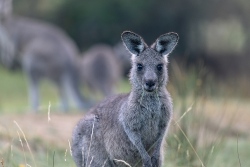 Wild kangaroos grazing in the historic gold mining town of Hill End - Australian Stock Image
