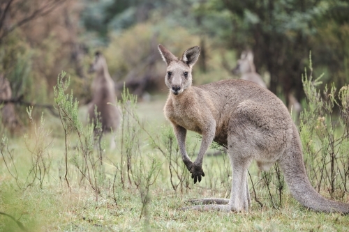 Wild kangaroos grazing in the historic gold mining town of Hill End - Australian Stock Image