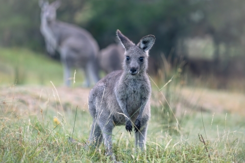 Wild kangaroos in the historic gold mining town of Hill End - Australian Stock Image