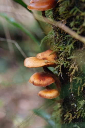 Wild mushrooms growing on a moss covered tree trunk - Australian Stock Image