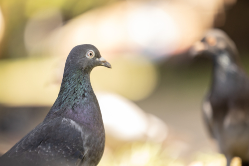 Wild pigeons standing on grass in Sydney park - Australian Stock Image