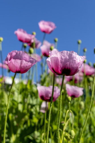 Wild pink poppies against blue sky - Australian Stock Image