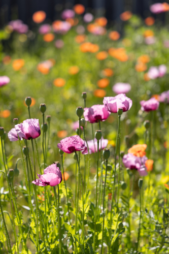 Wild pink poppies and orange poppies in background - Australian Stock Image