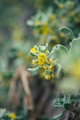 Wild plants with yellow flowers - Australian Stock Image