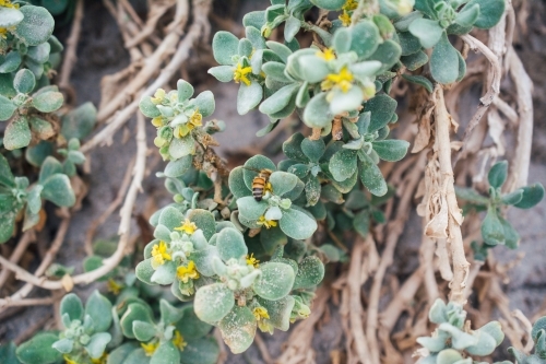 Wild plants with yellow flowers - Australian Stock Image