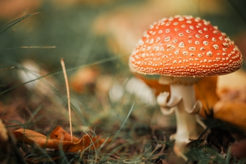 Wild red mushrooms growing among autumn leaves in the Blue Mountains - Australian Stock Image