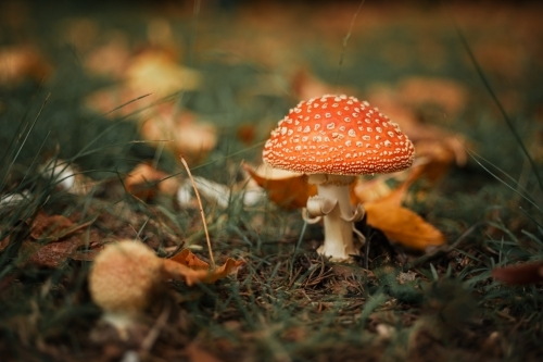 Wild red mushrooms growing among autumn leaves in the Blue Mountains - Australian Stock Image