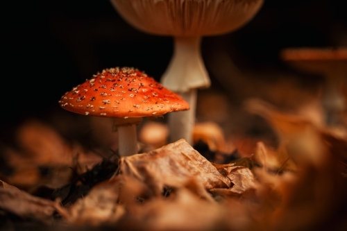 Wild red mushrooms growing among autumn leaves in the Blue Mountains - Australian Stock Image